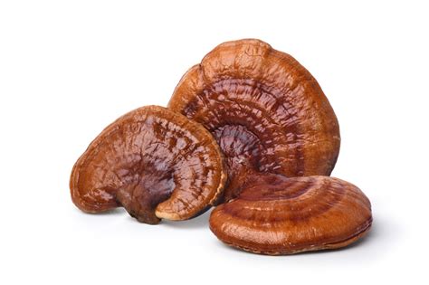 sxogo. com|Ganoderma Lingzhi,Red Reishi.